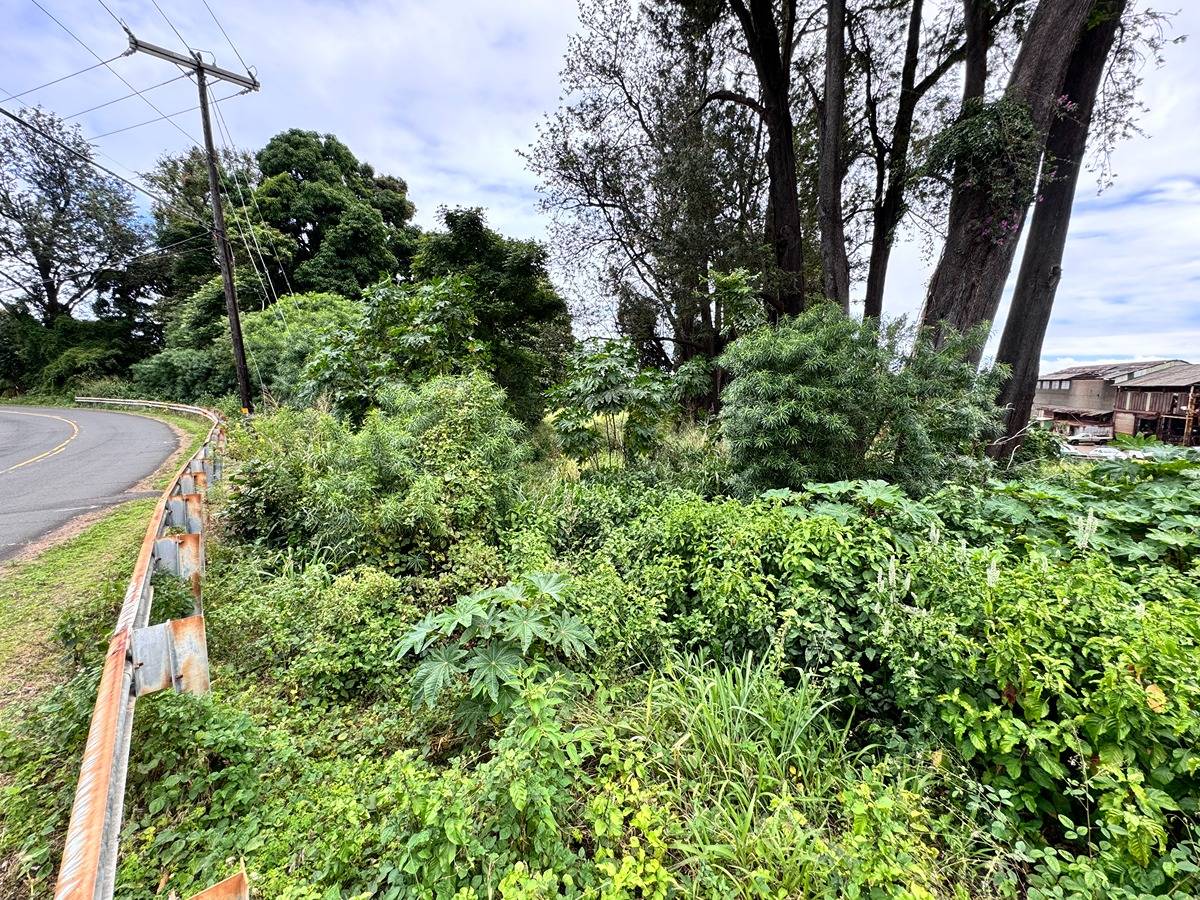 a view of a garden with plants