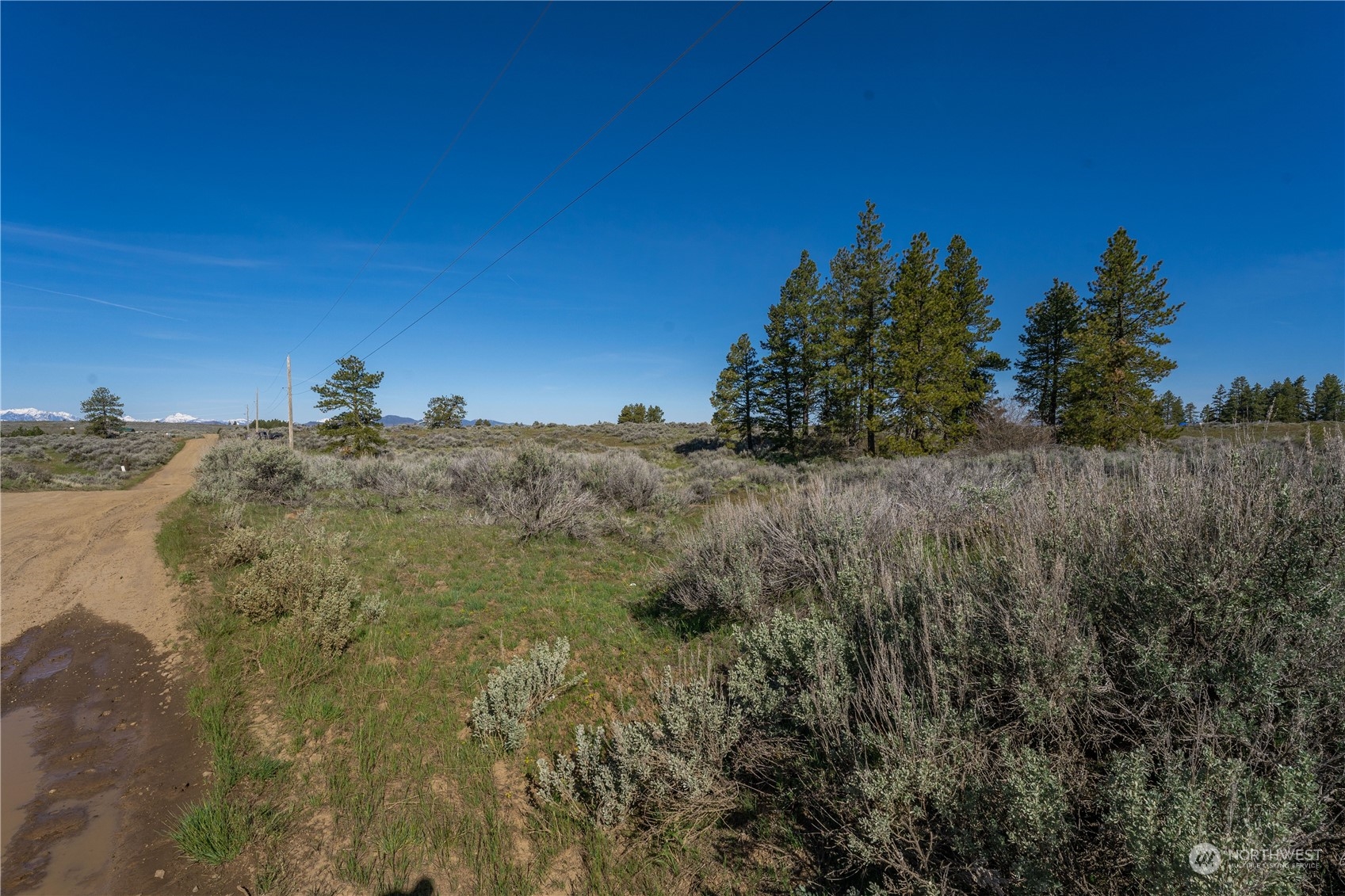 a view of a dry yard with trees