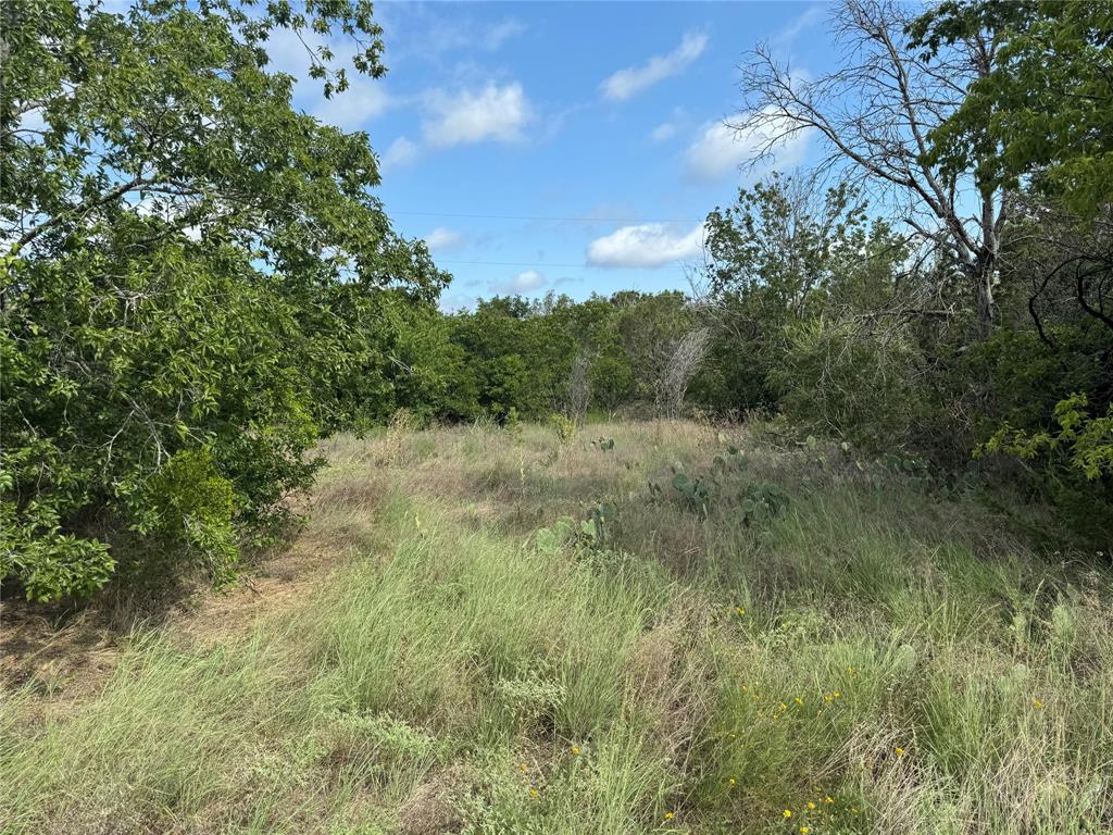 a view of a lush green forest with large trees