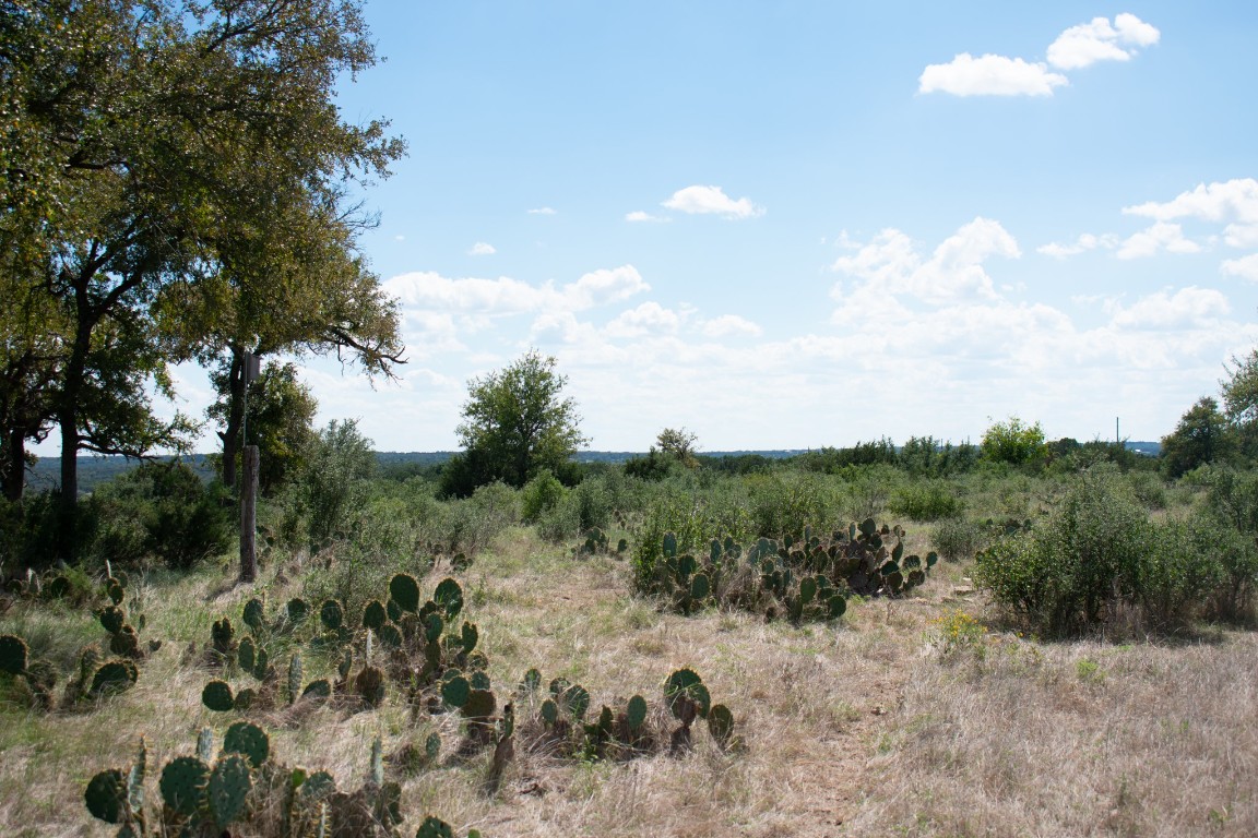 a view of a dry yard with trees