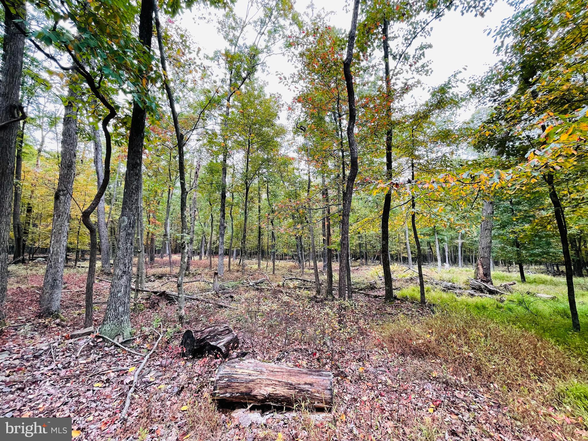 a view of road with trees