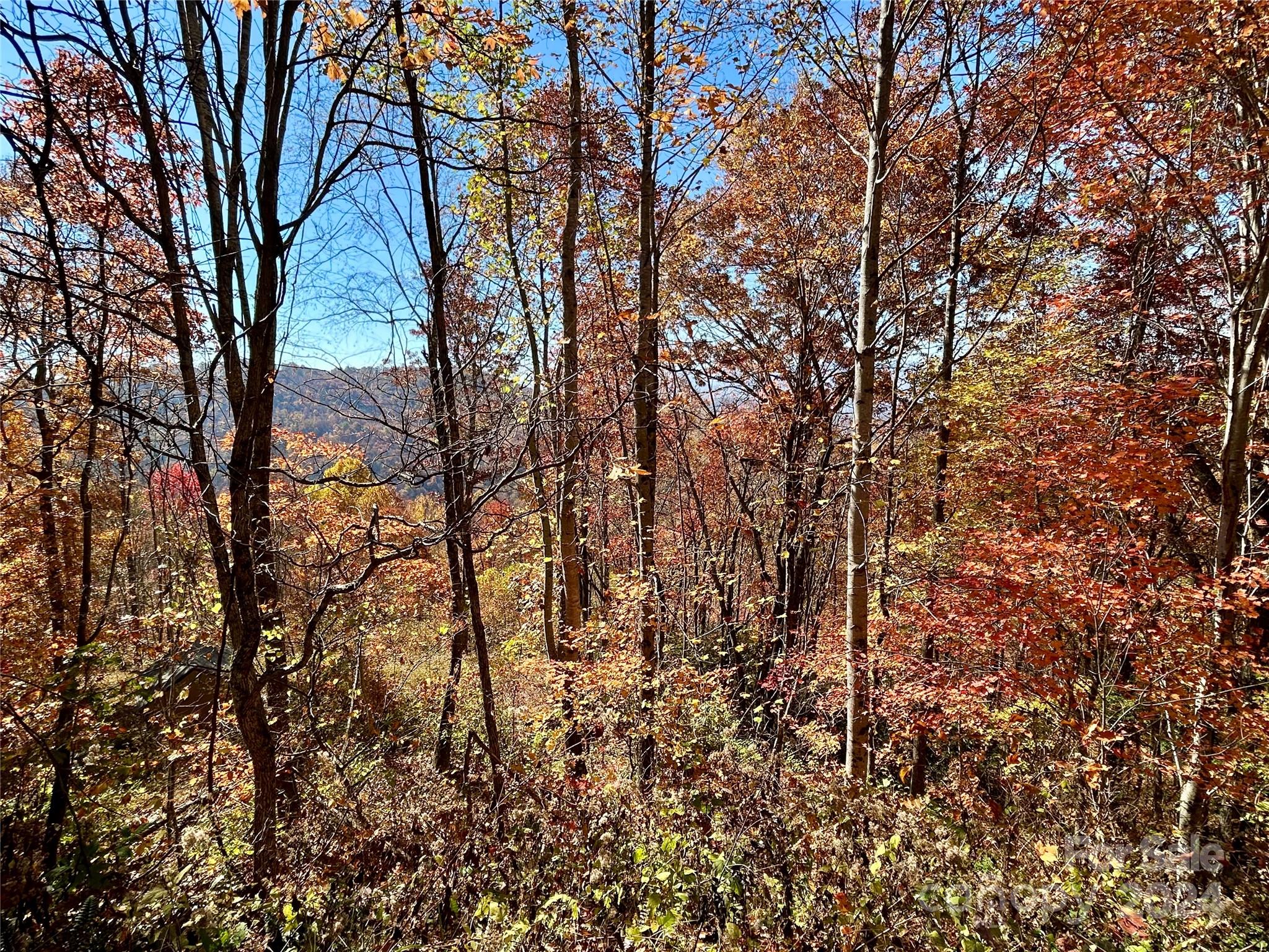 a view of forest