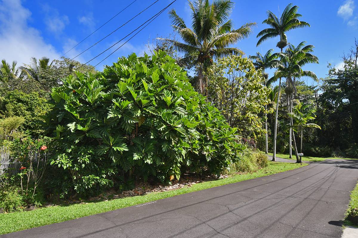 a view of a yard with plants and a bench