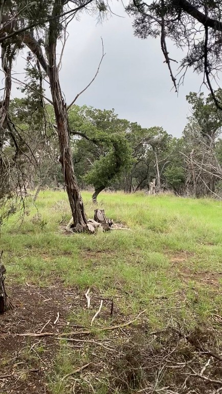 a view of a field with a tree