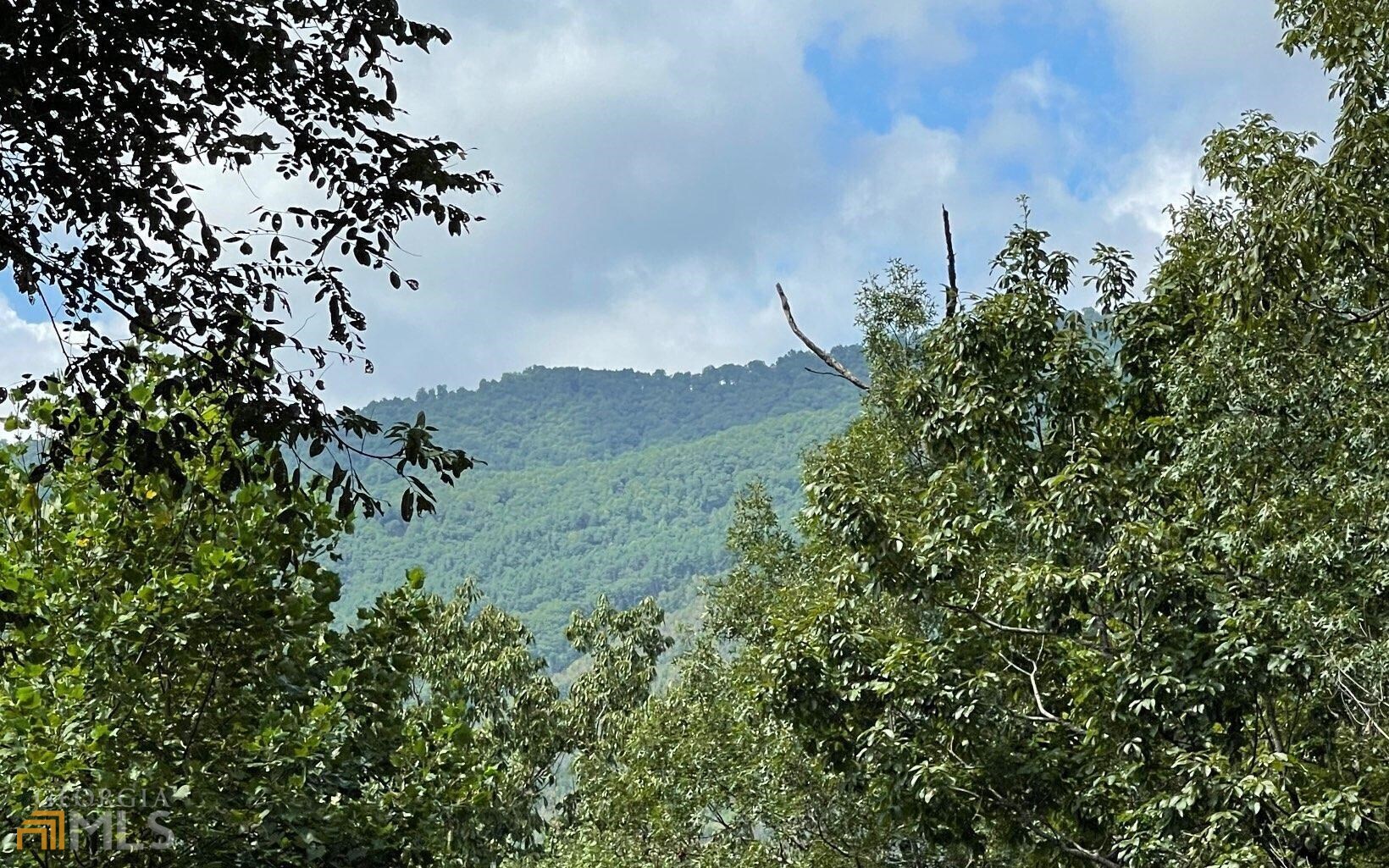 a view of a field with a tree