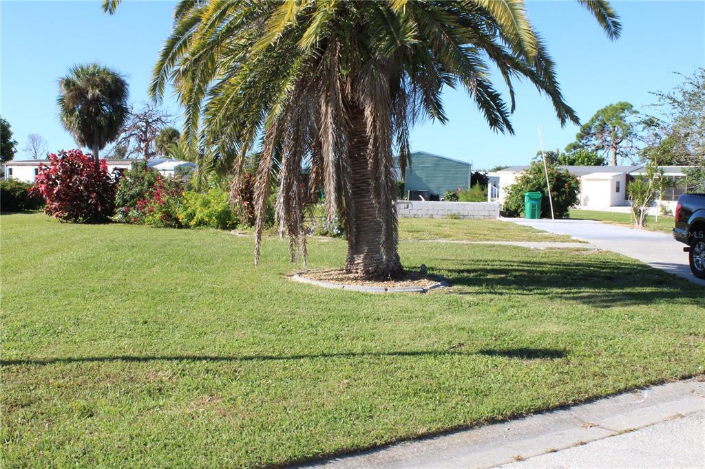 a view of a yard with palm trees