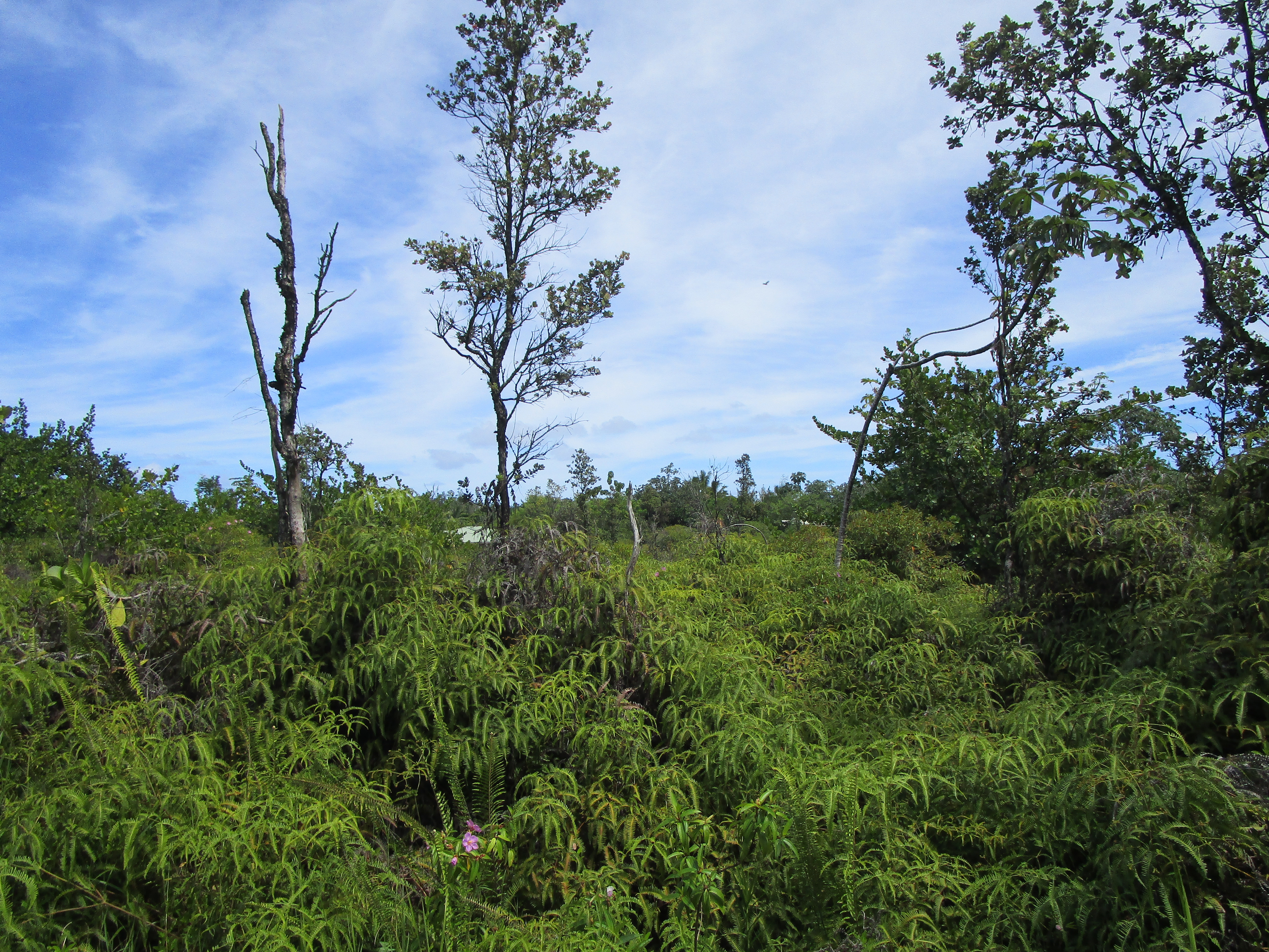 a view of a trees in a field