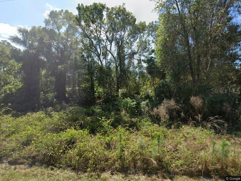 a view of a forest with a tree