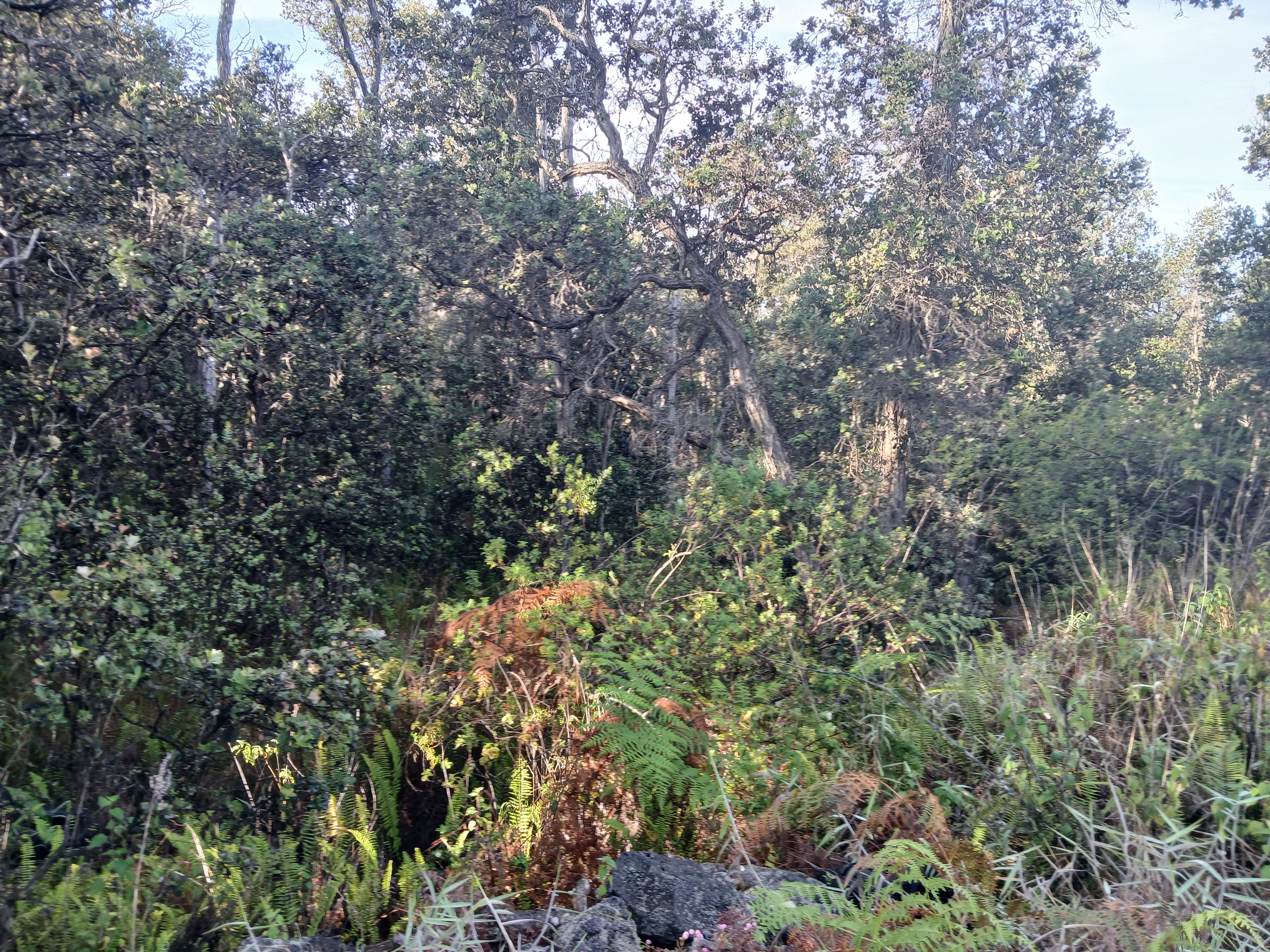 Older Growth Ohia trees and a plethora of other plants grace this 1.08 acre parcel.