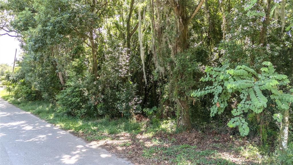 a view of a forest with lush green forest