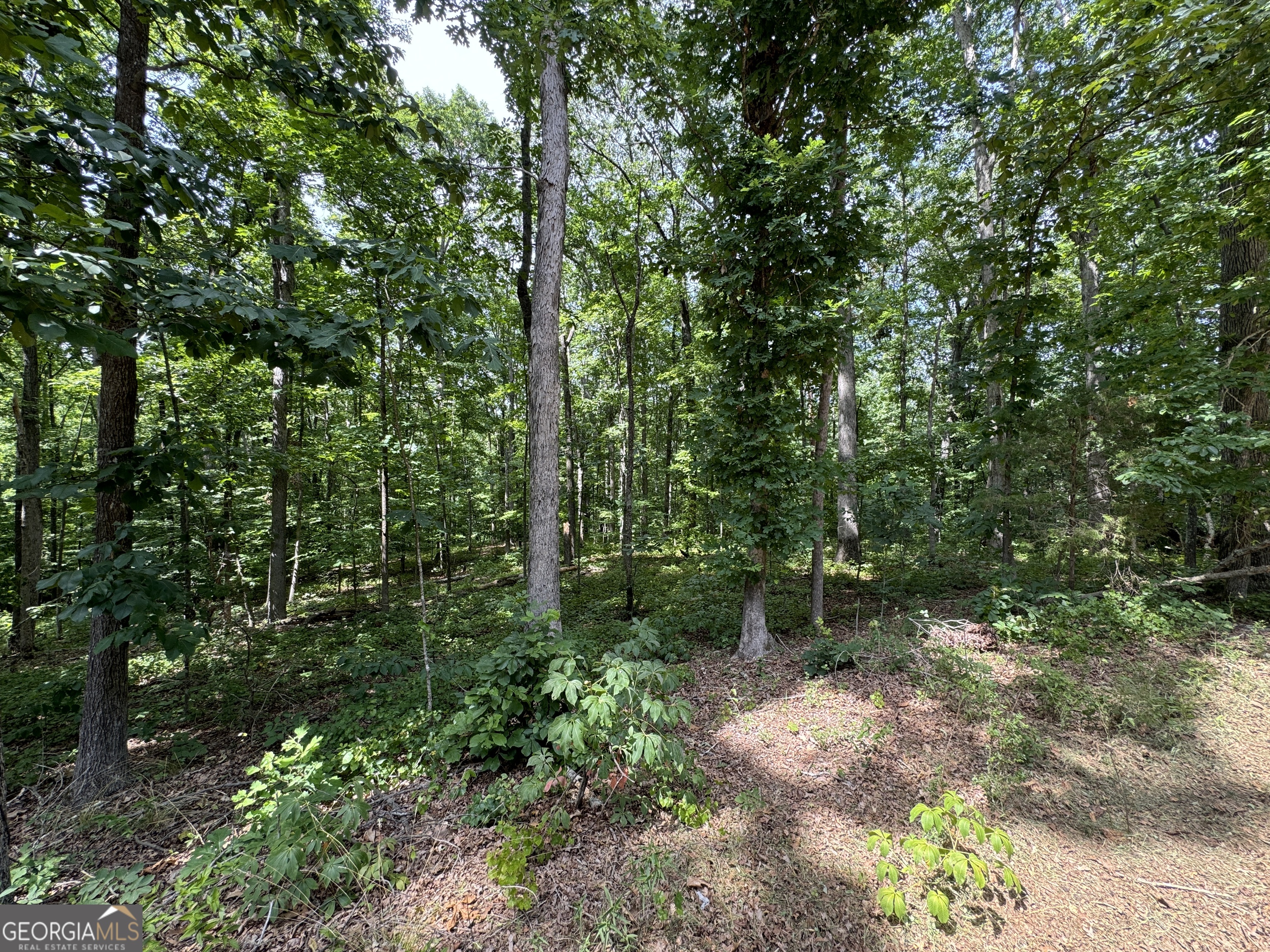 a view of a forest with trees in front of it