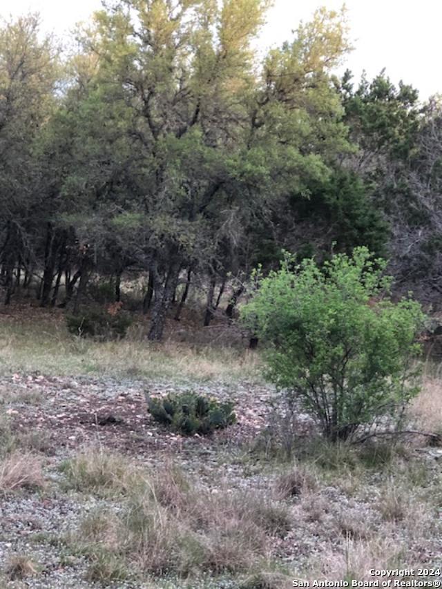 a view of a dry yard with trees