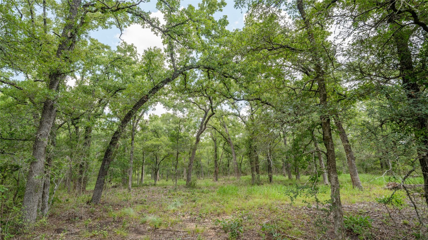 a big yard with lots of green space and trees