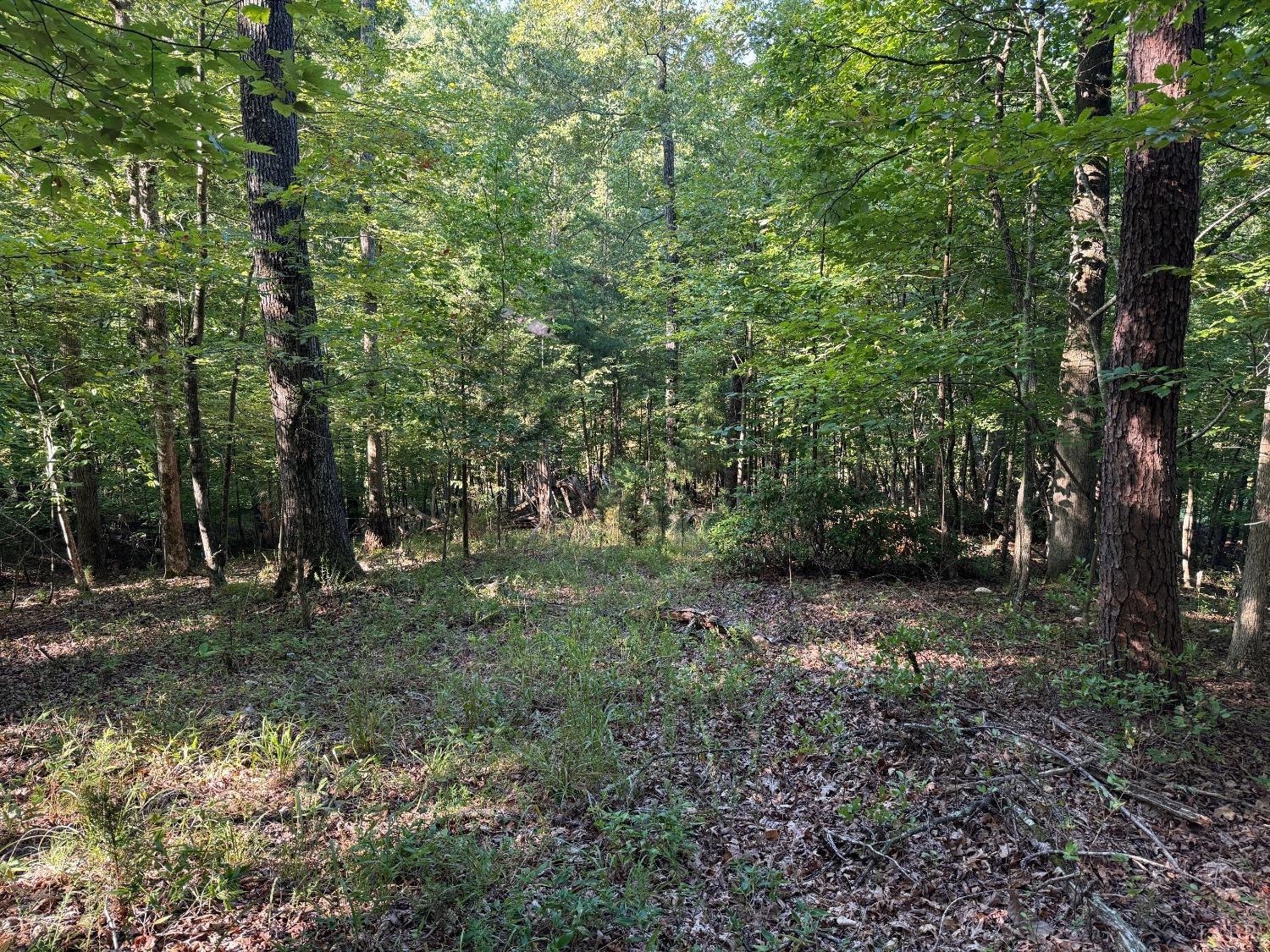 a big yard with lots of green space and deers