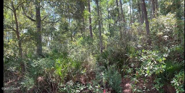 view of a forest with lots of trees