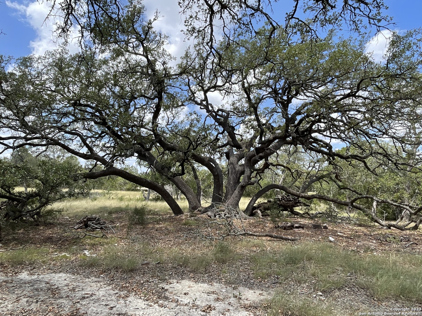 a view of tree tree