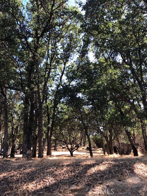 a view of road and trees