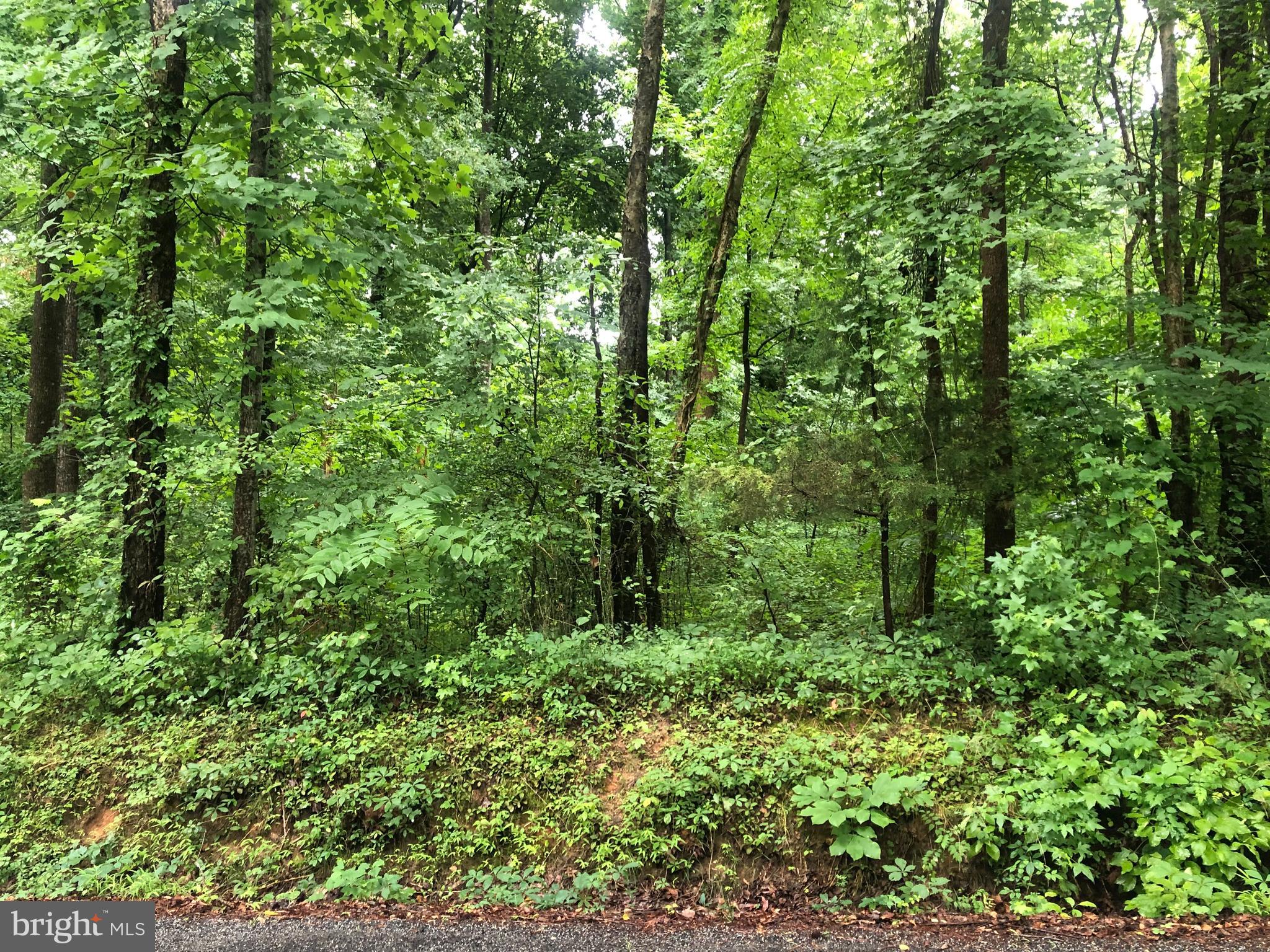 a view of a lush green forest