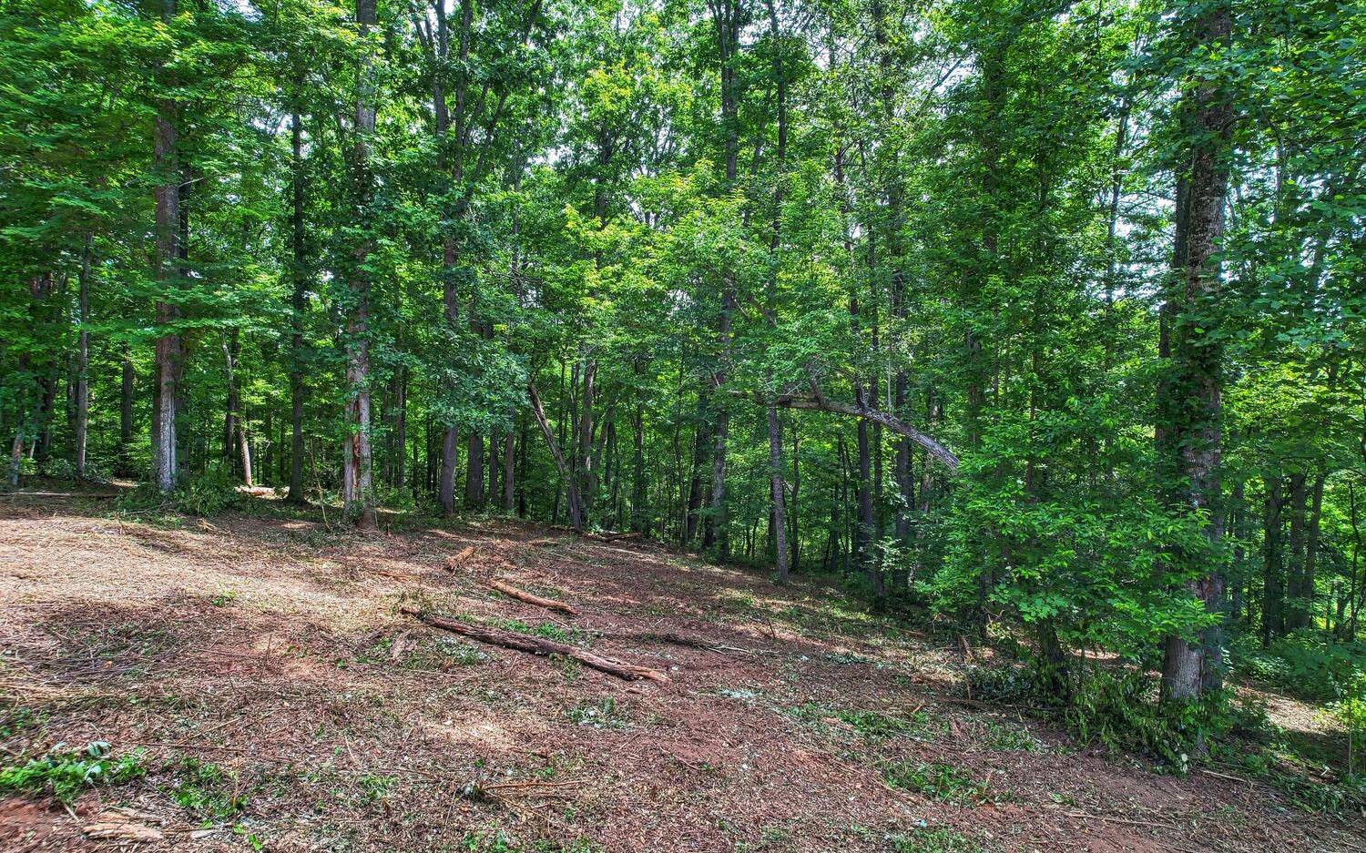 a view of a forest with trees in the background