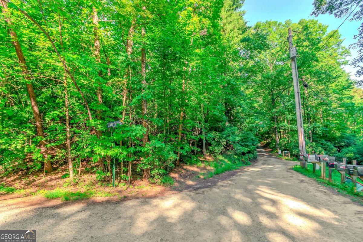 a view of a yard with plants and a trees