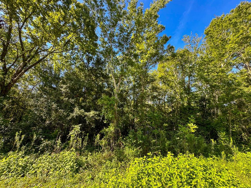 a view of a bunch of plants