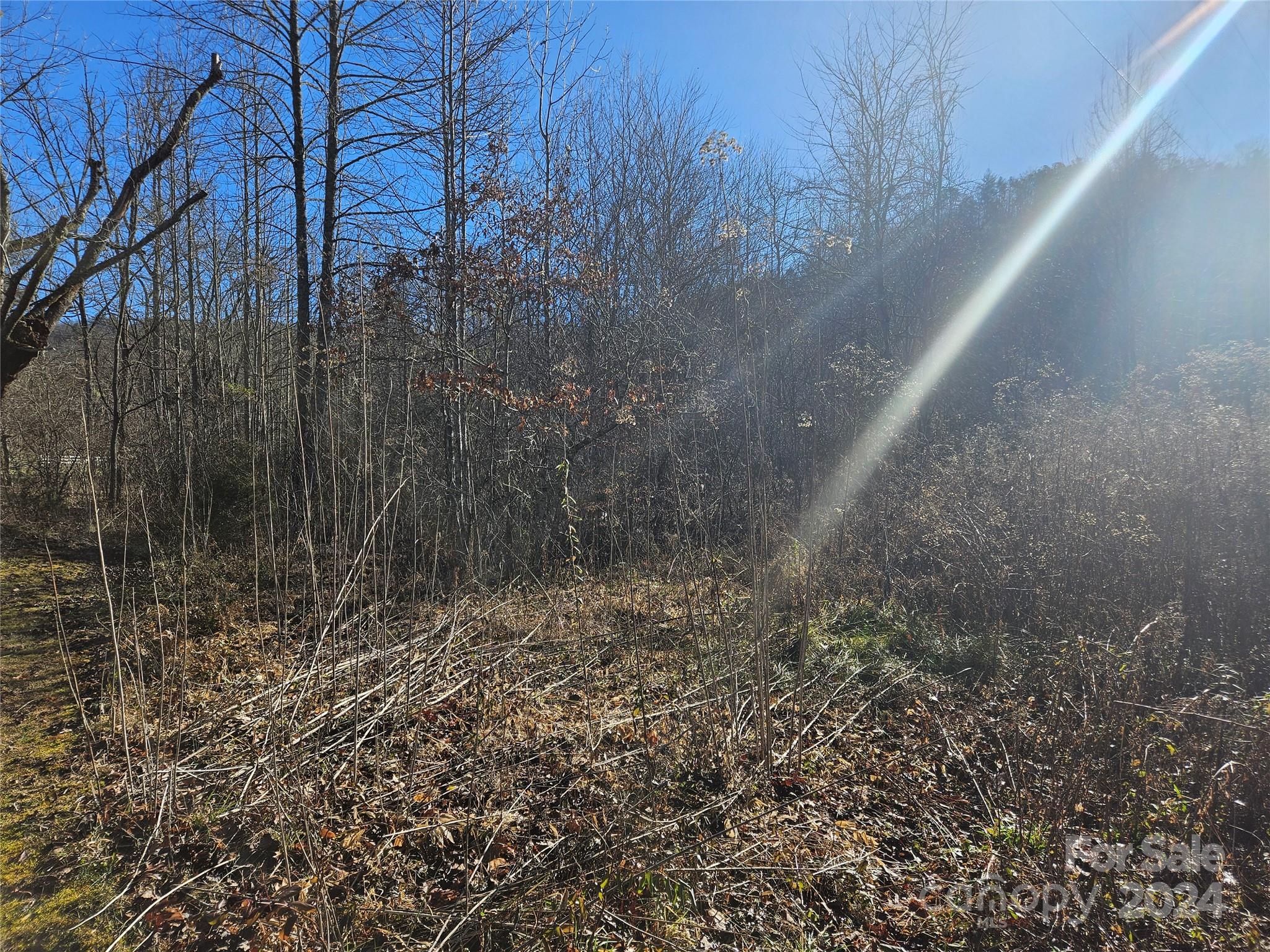 a view of a yard with trees in the background