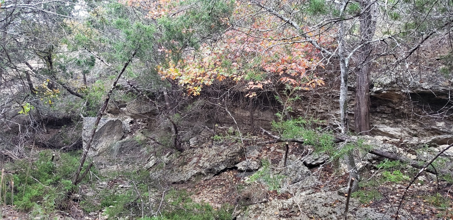 a view of a forest that has a tree