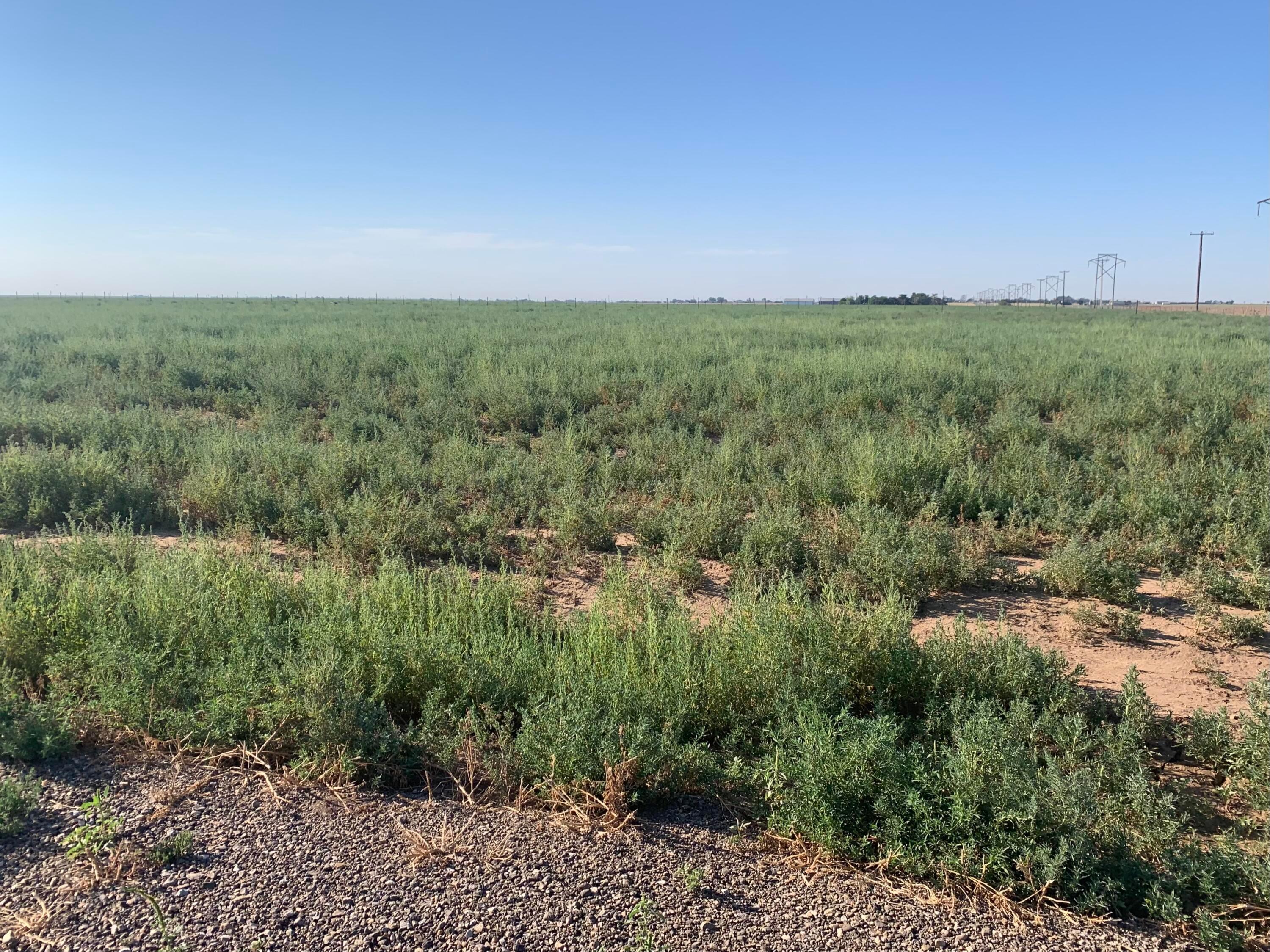 a view of a field of grass and trees