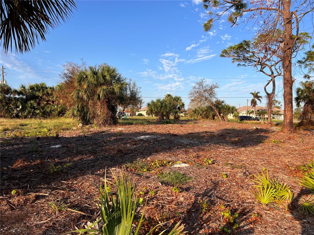 a view of dirt yard with a large tree