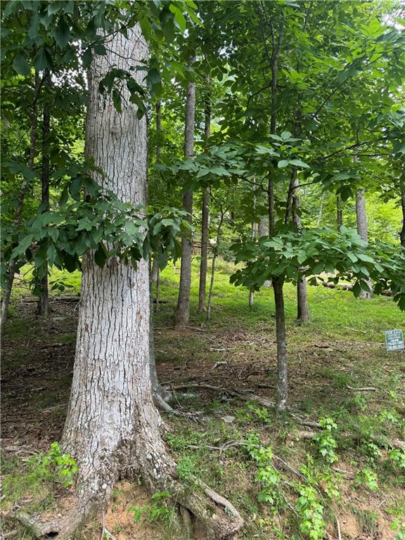 a view of a tree in a yard