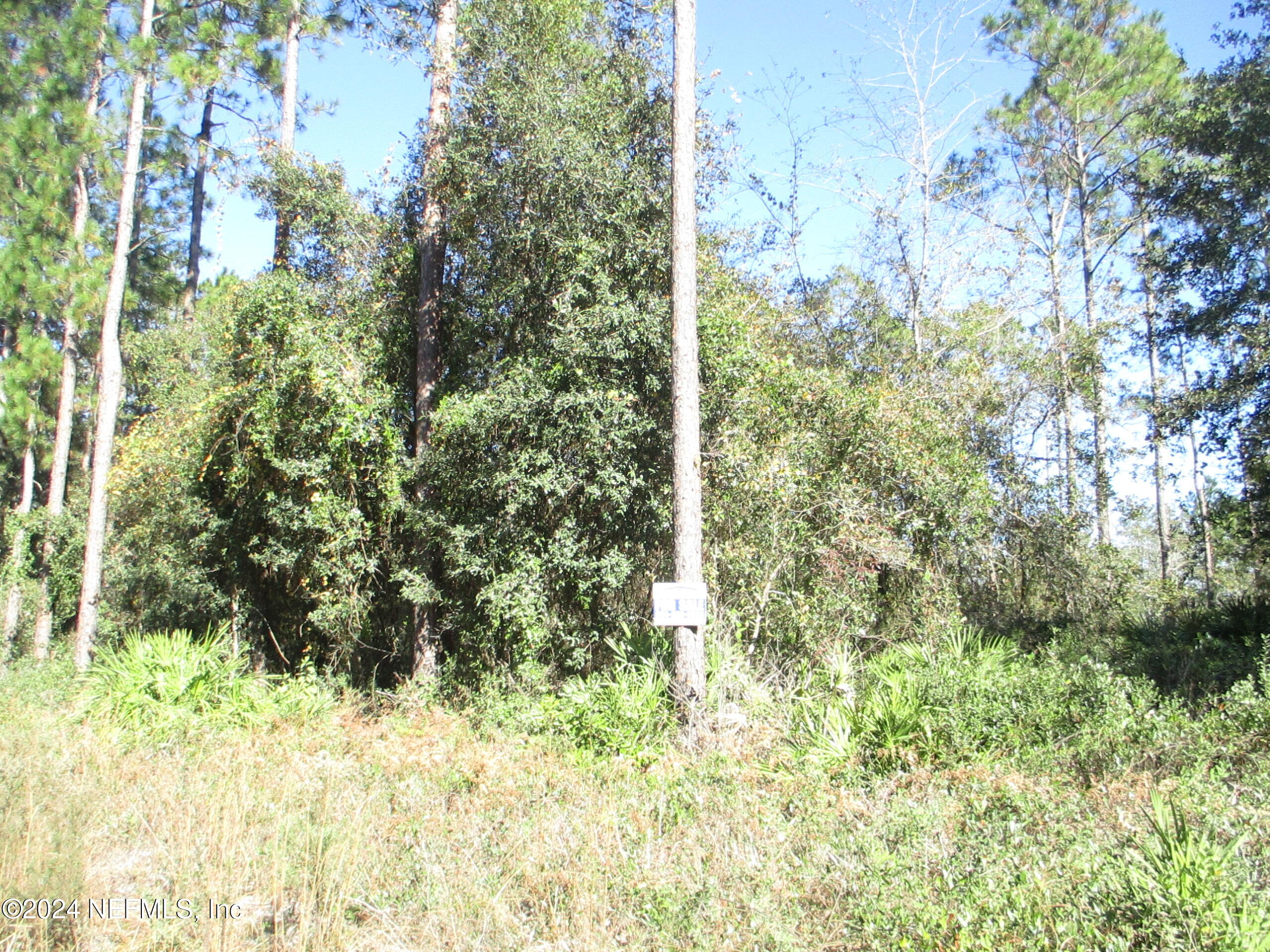 a view of a yard with large trees