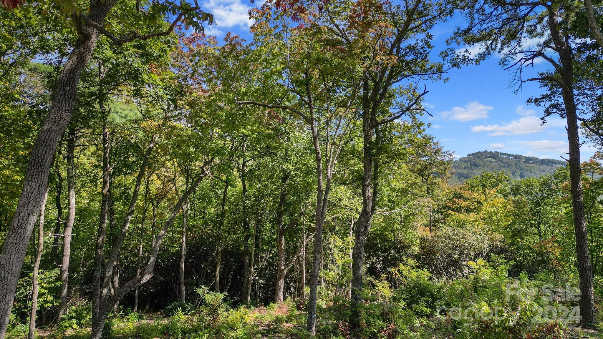 a view of a forest with a tree