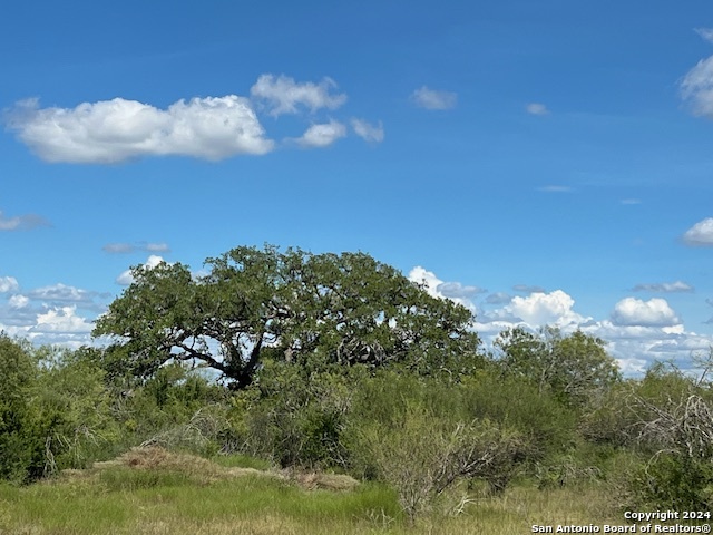 a view of a tree in a field