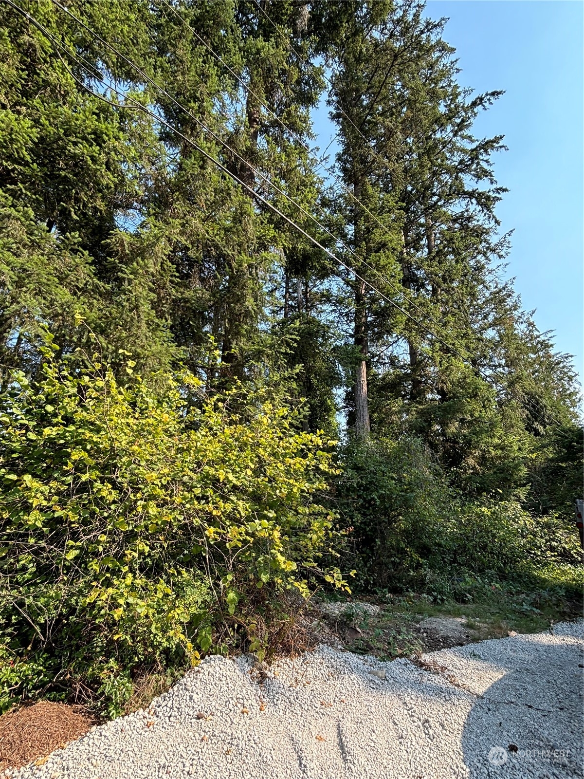 a view of a plants with yard