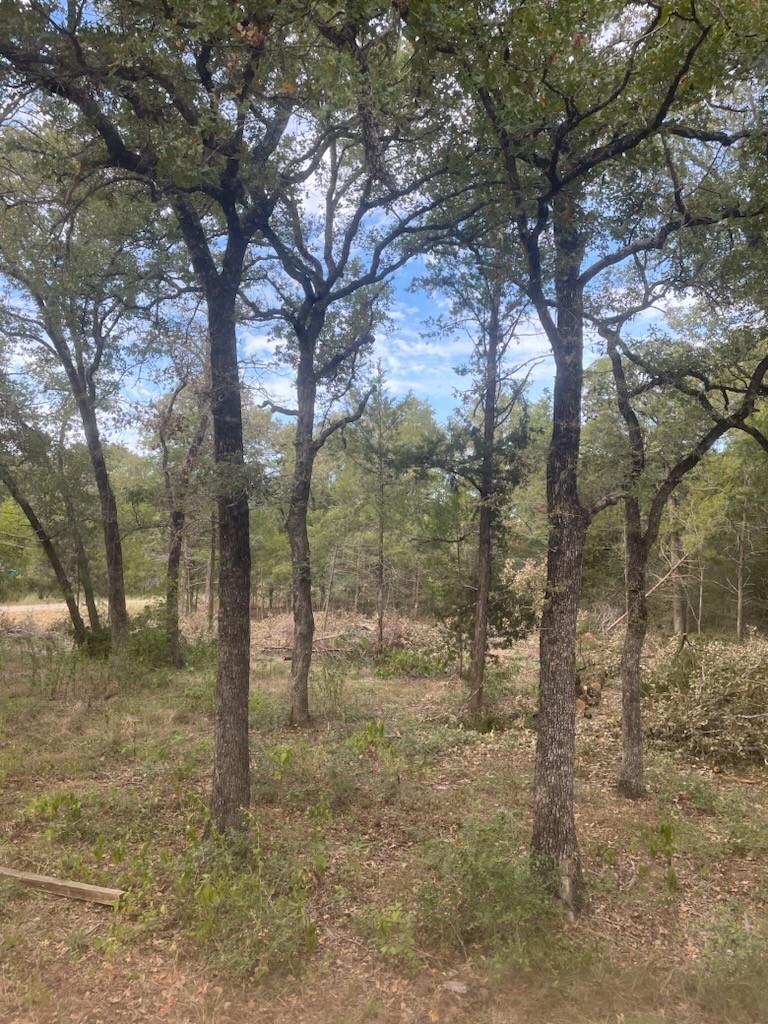 a view of a forest filled with trees