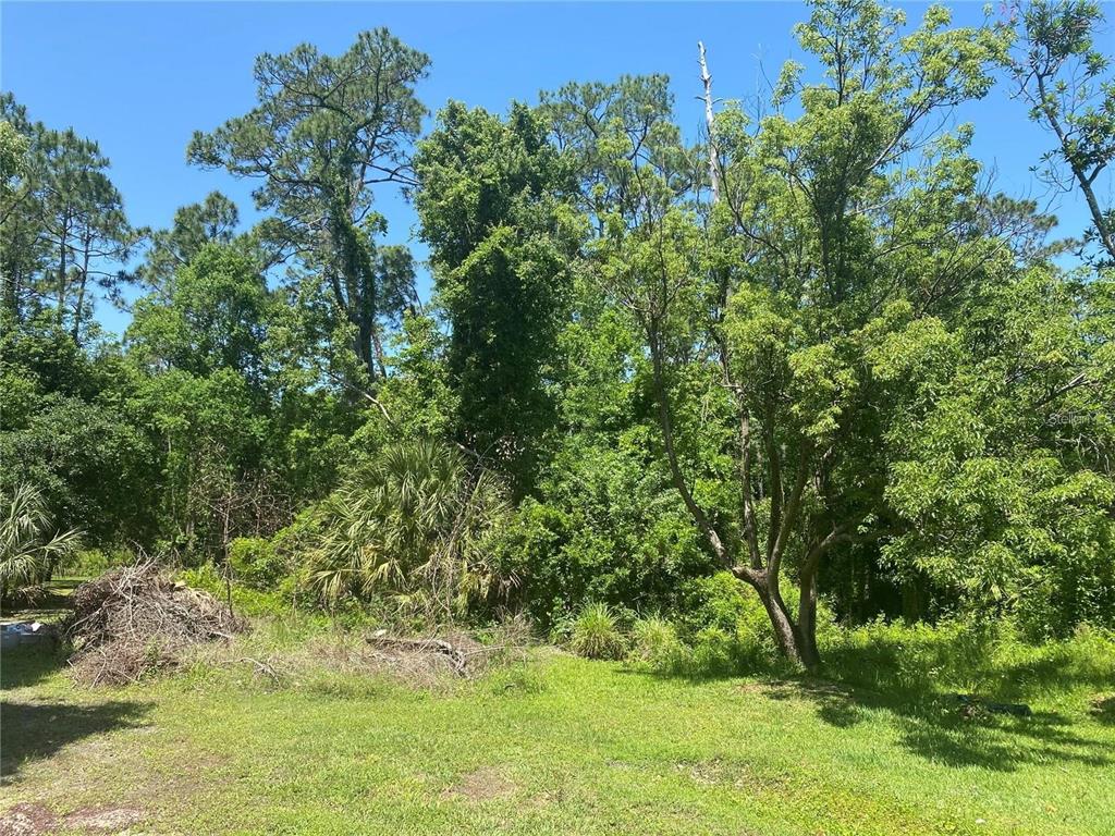 a view of a yard with a tree