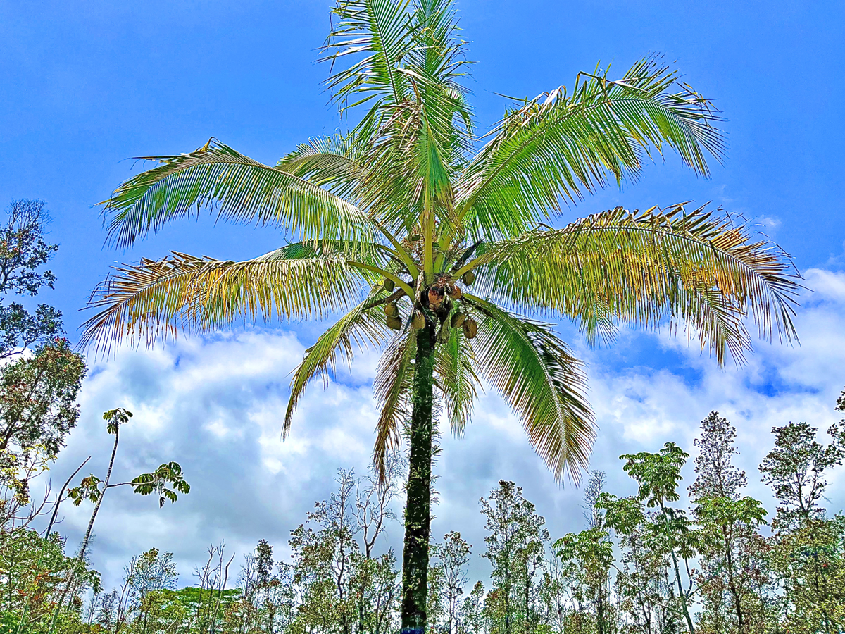 a view of a palm trees