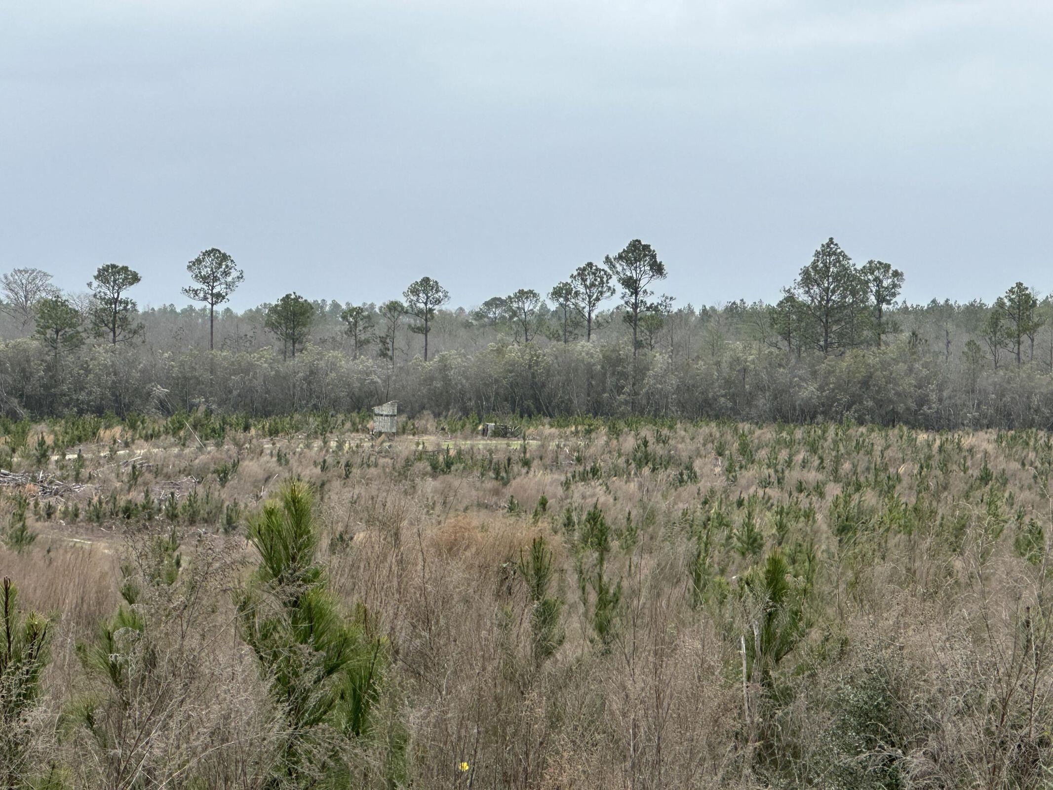 a view of a bunch of trees and bushes