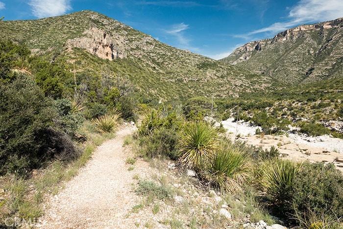 a view of a large yard with lots of trees