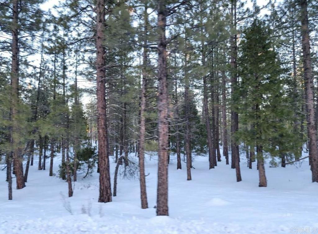 a view of a forest with trees