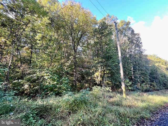 a view of a forest filled with trees