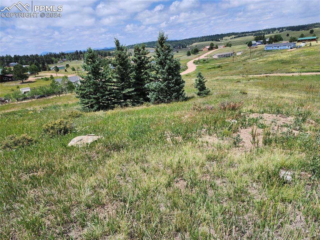 a view of a lush green space