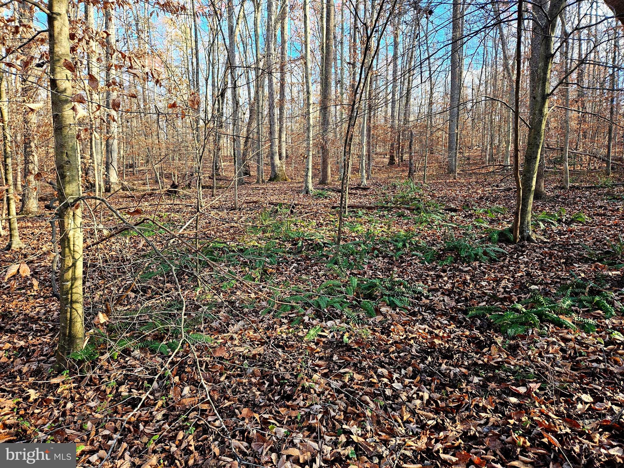 a view of covered with trees