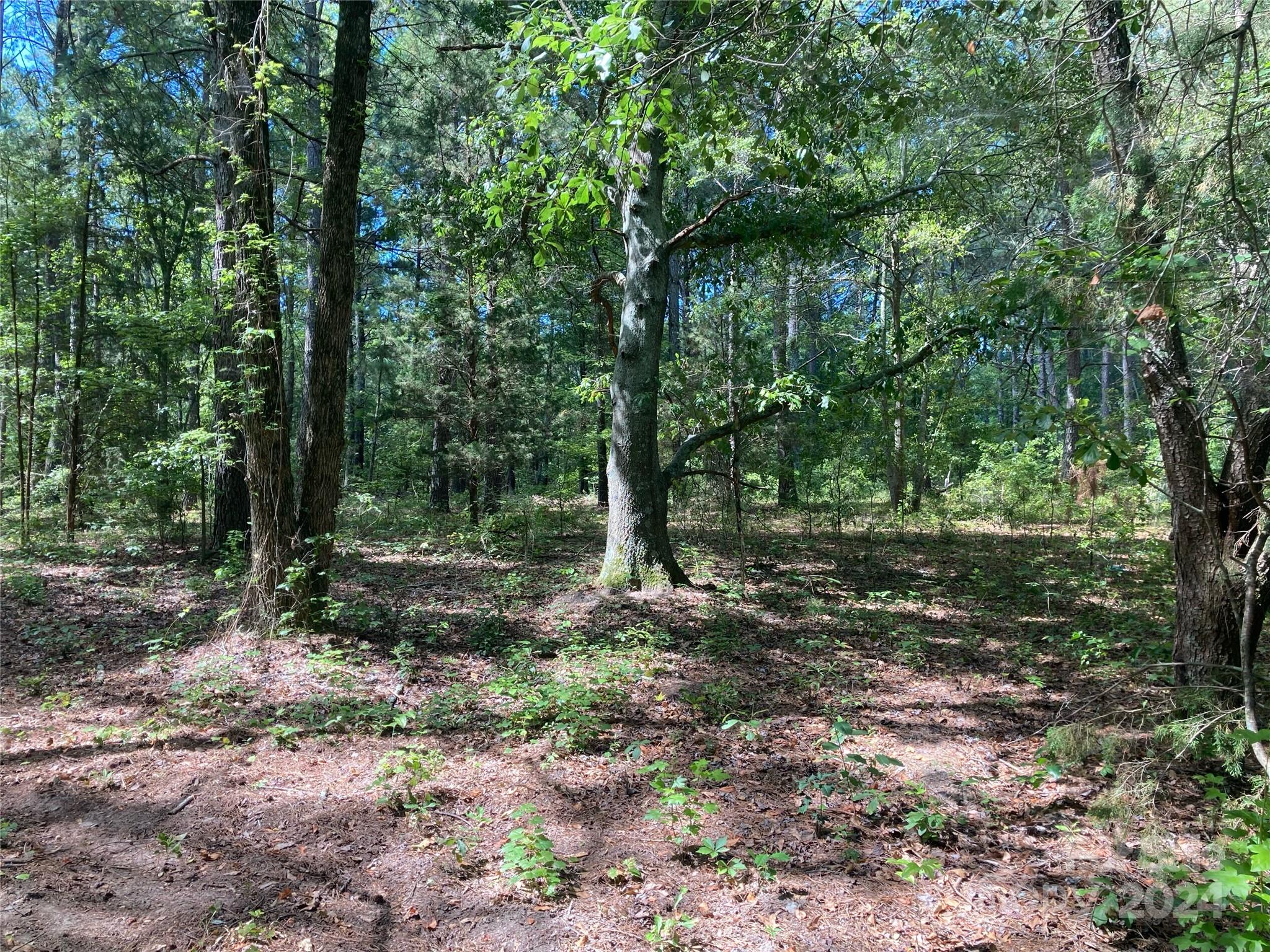 a view of a forest with trees in the background