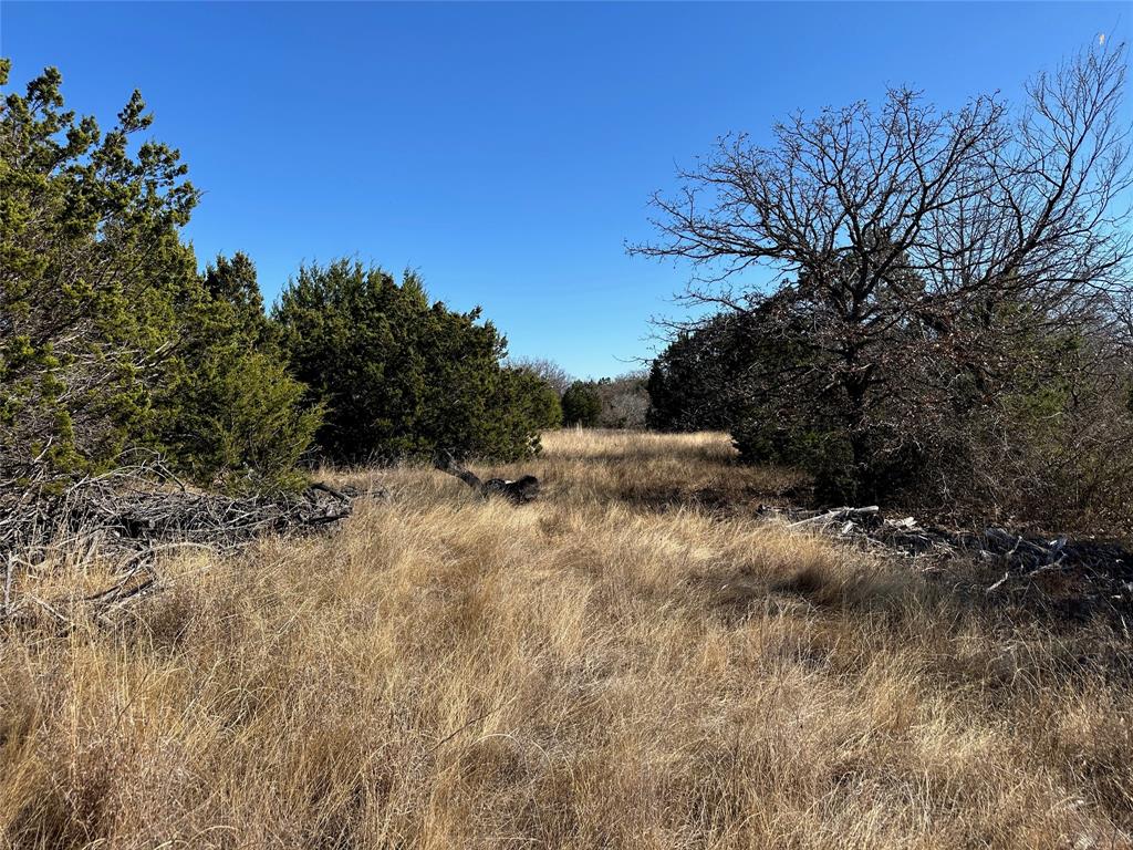 a view of a dry yard with trees