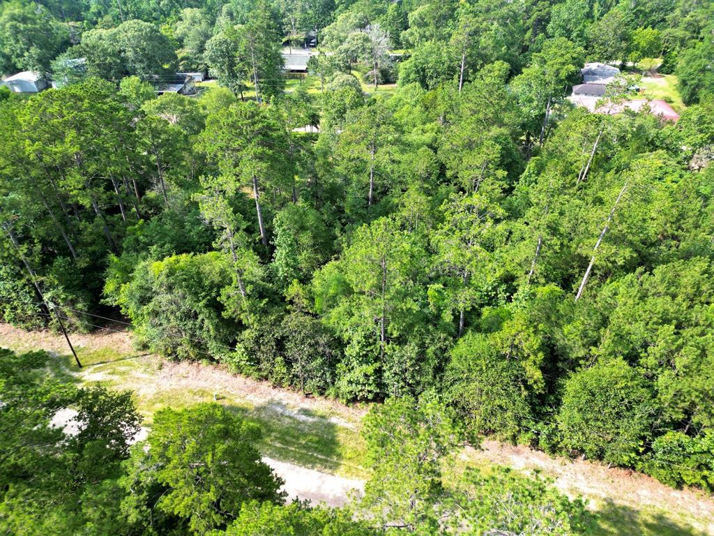 a view of a lush green forest with lawn chairs