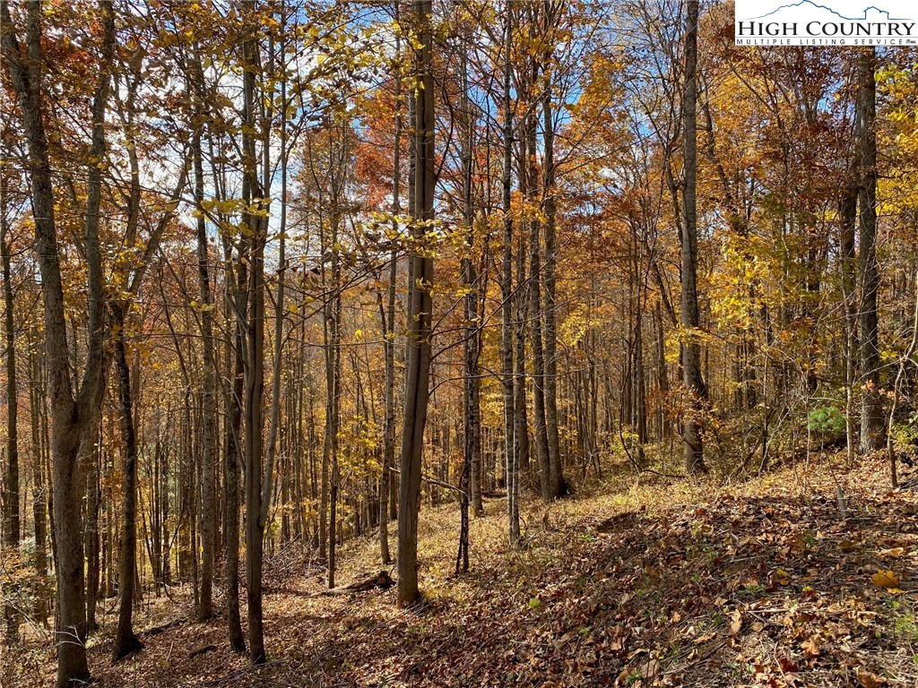 a view of a forest