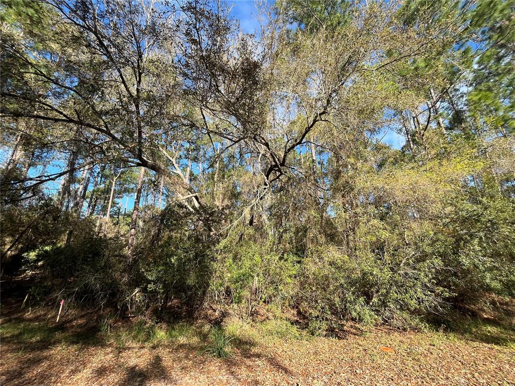 a view of a tree