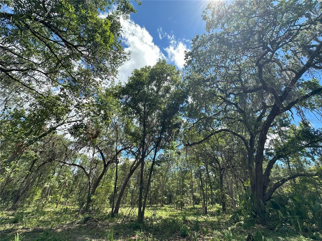 a view of forest