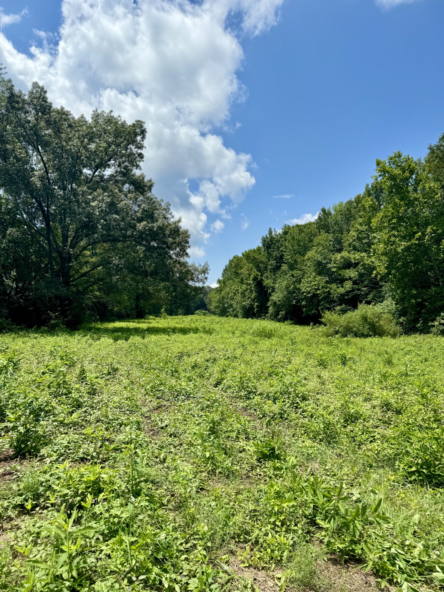 a view of a garden